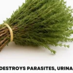 That Gross Yellow Ring? Here’s How I Actually Got Rid of Toilet Stains