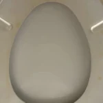 Oregano: Nature’s Small but Mighty Healer—Backed by Science and Used for Centuries