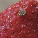 Proven Health Benefits of Walnuts, How Many to Eat, and More (Science Based)