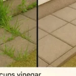 Eating Boiled Sweet Potatoes Daily: Surprising Effects on Your Health